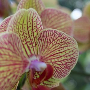 Meet your Posher, Joycelyn